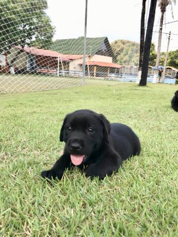 Filhotes de Labrador - Foto 2