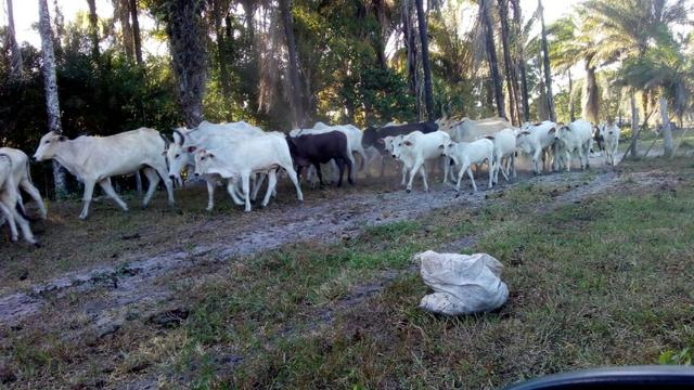 Fazenda 85 hec Vendo com Porteira Fechada