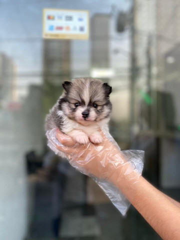 Spitz/Lulu da pomerânia,filhotes a pronta entrega! whatsApp 113565-1269 - Foto 6