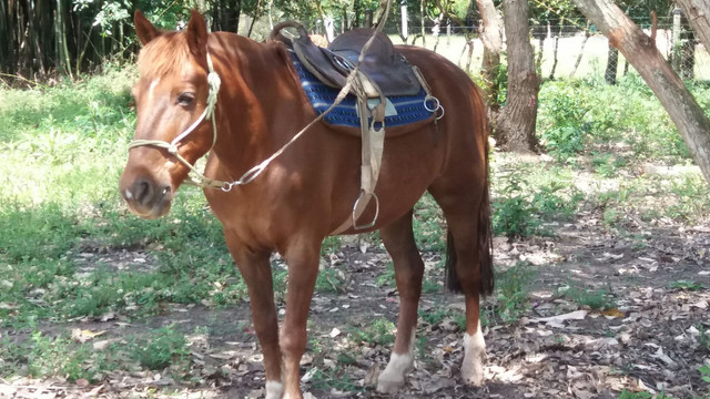 Cavalo Criolo - Foto 5