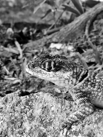 Edição de fotografias - Foto 5