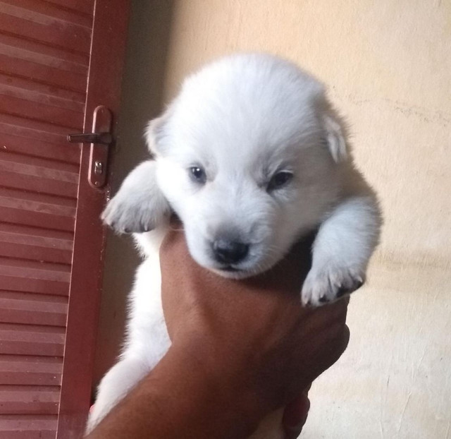 Vendo Husky fêmea