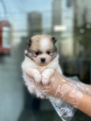 Spitz/Lulu da pomerânia,filhotes a pronta entrega! whatsApp 113565-1269 - Foto 4
