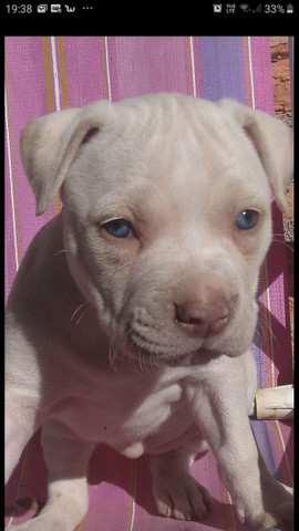 Filhote de pitbull puro - Foto 2
