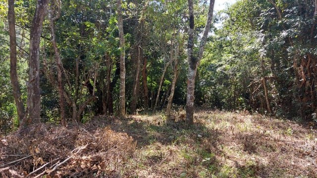 Terreno Vilas Romanas - Foto 5
