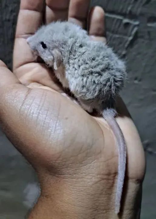 Rato Twister rex Dumbo ovelhinha  - Foto 2