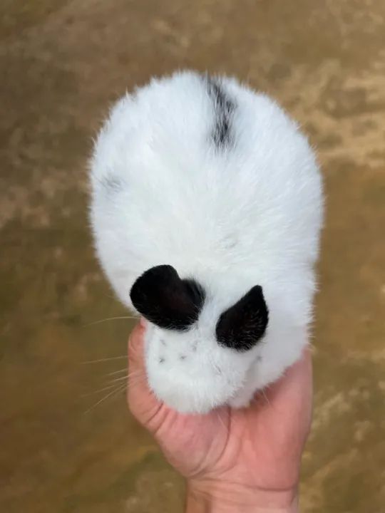 Coelhinho Mini  (netherland linhagem importada) - Foto 6