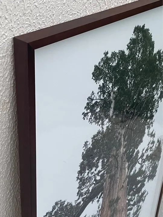 Quadro fotografico , nome : Entrelaçado . Sequoia. - Foto 2