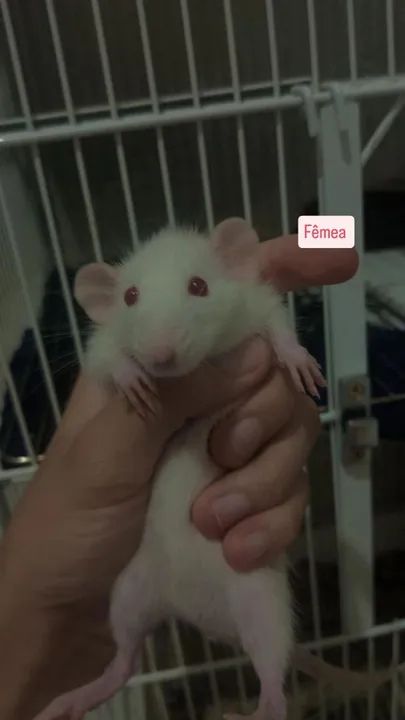 RATINHOS TIWSTER DUMBO! - Foto 4