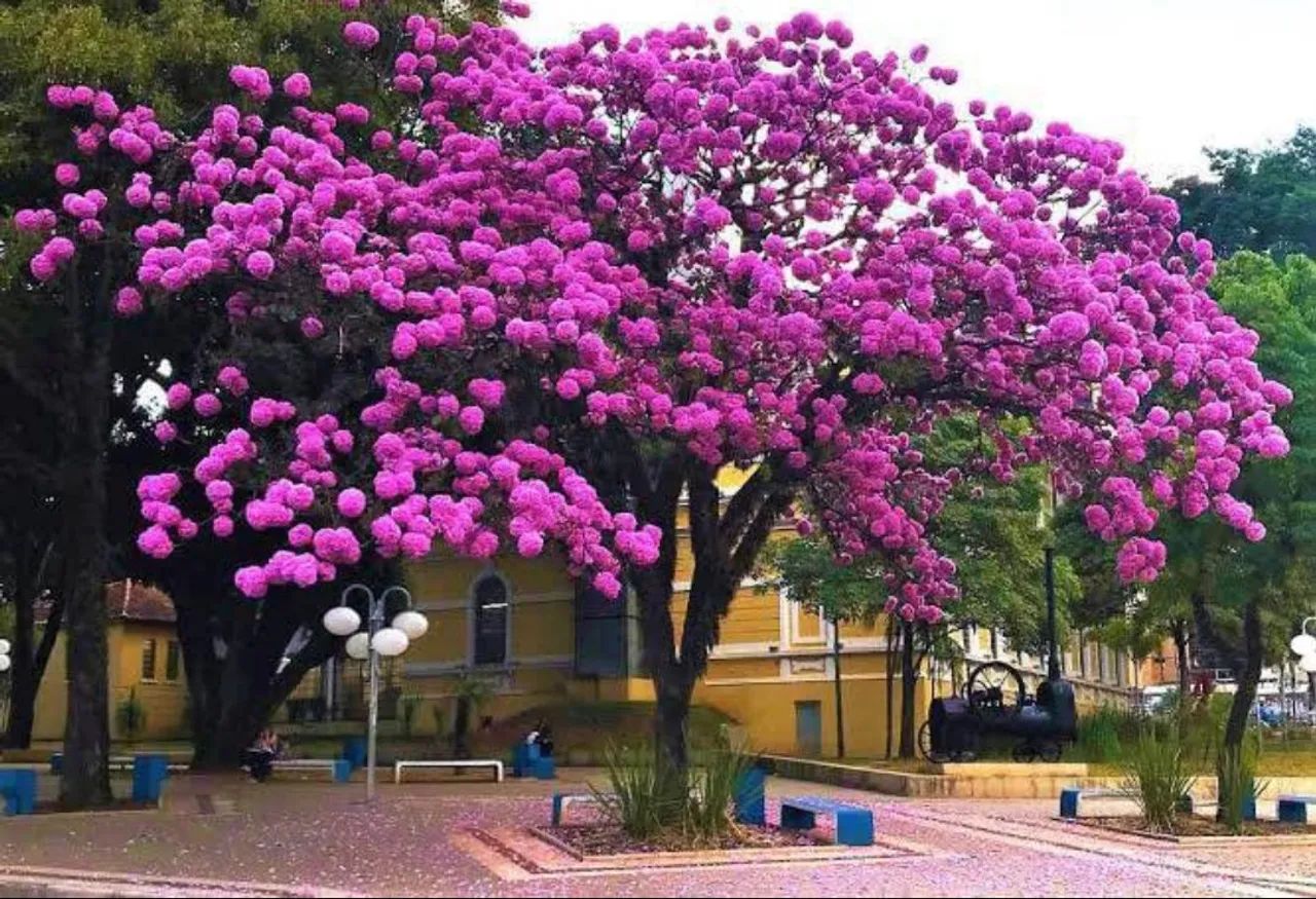 IPE (ROSA ROXO AMARELO BRANCO ) TEMOS CEDRO, ANGICO ENTRE OUTRAS PRA REFLORESTAMENTO - Foto 2