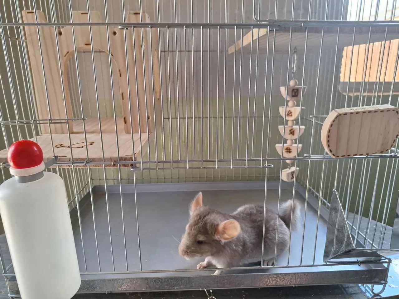 Chinchila + gaiola completa + alimentação 