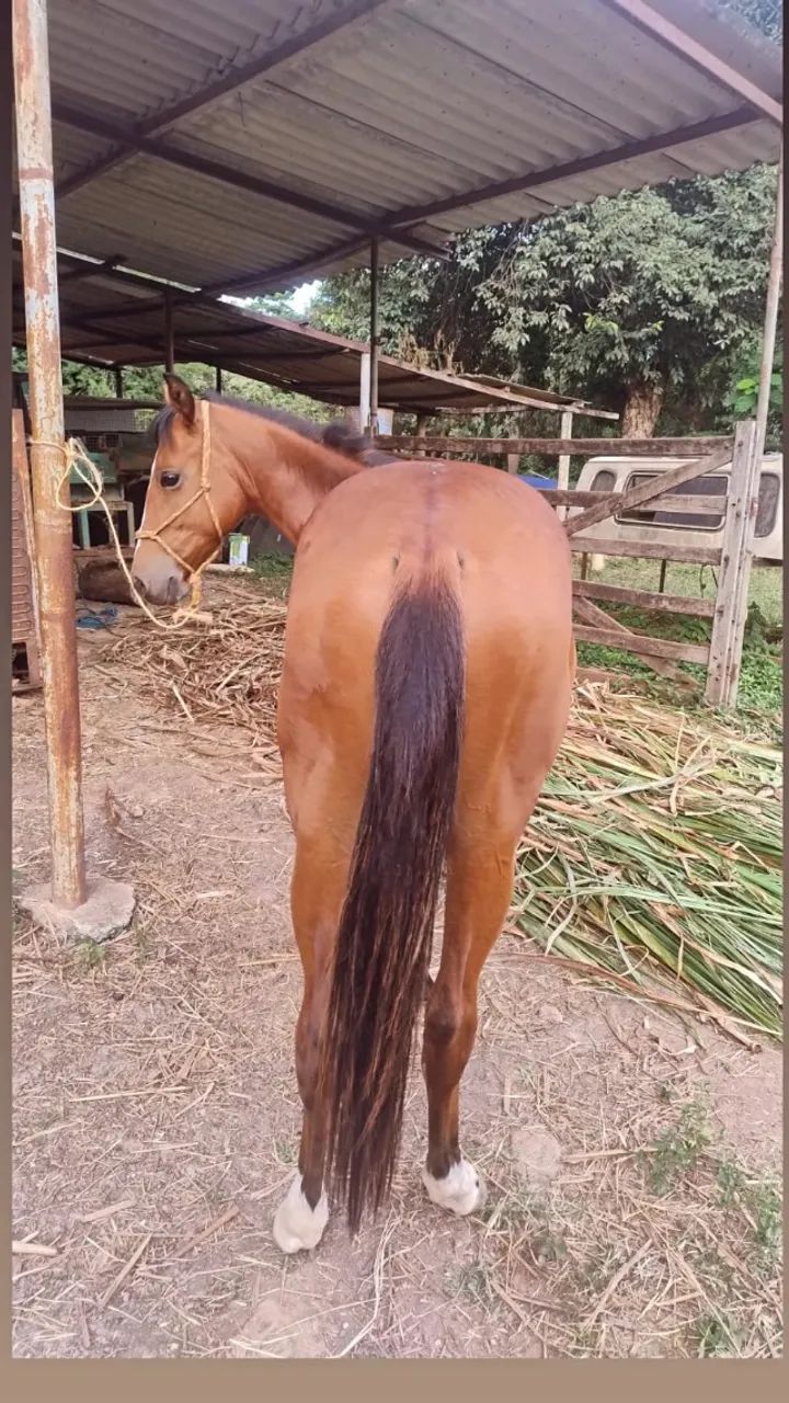 Potro quarto de milha 