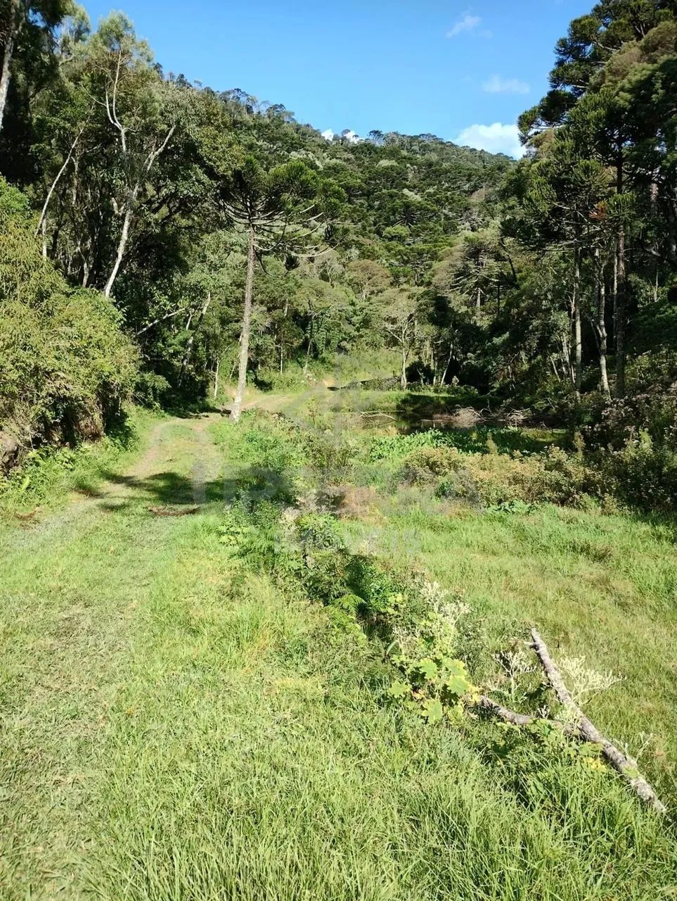 Area Rural em Urubici 7 hectares - Foto 4
