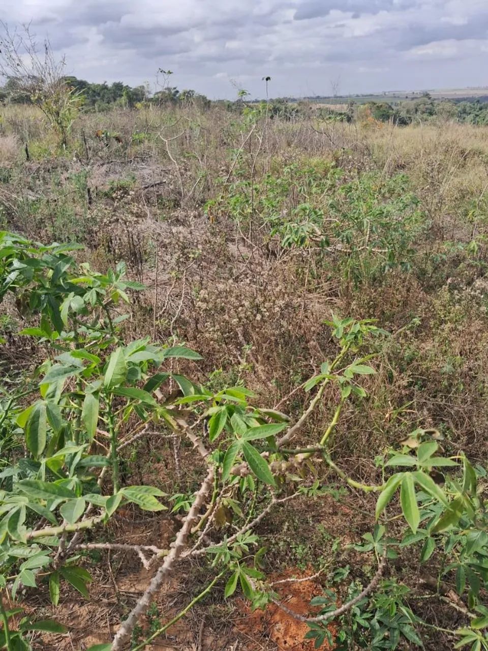 Chácara 1.000 metros em Limeira - Foto 4