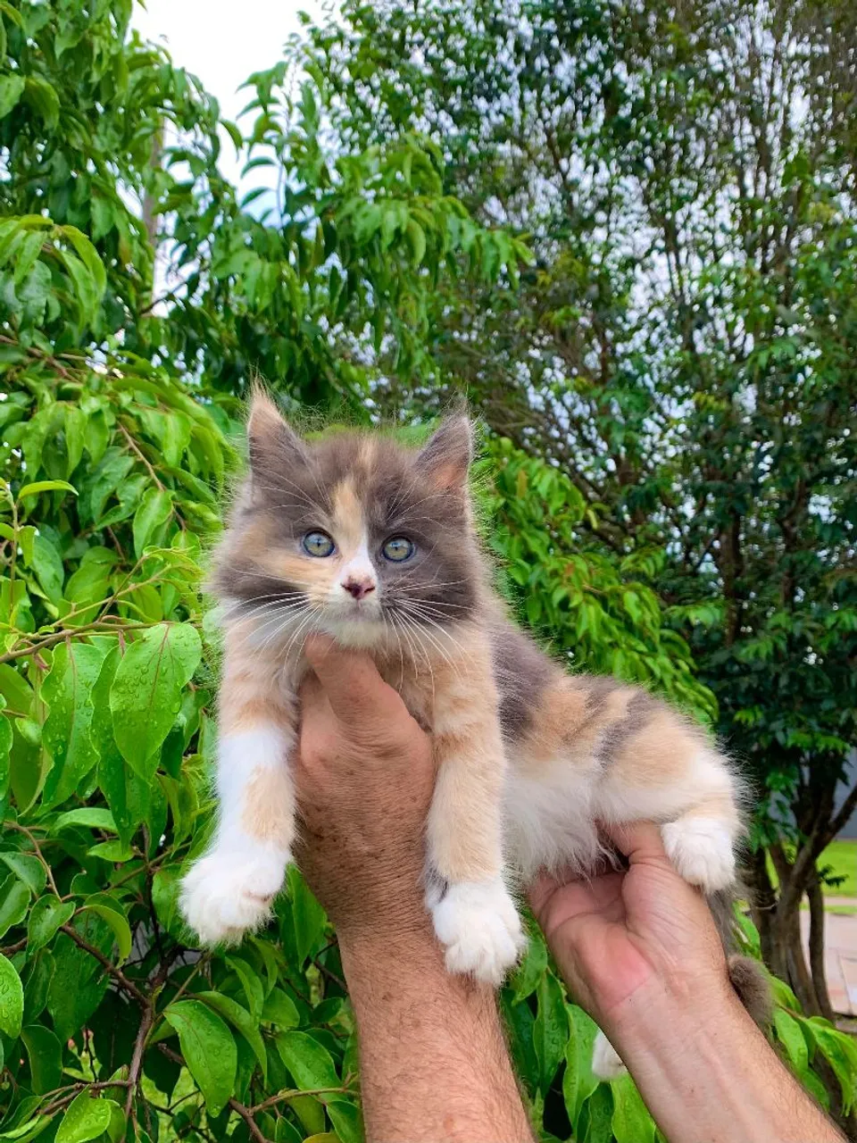 MAINE COON FEMEAS