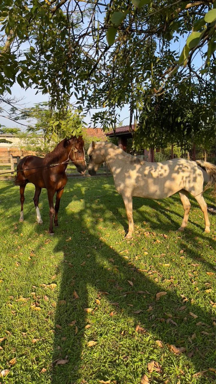  Manga Largar marchador garanhão cobertura  - Foto 4