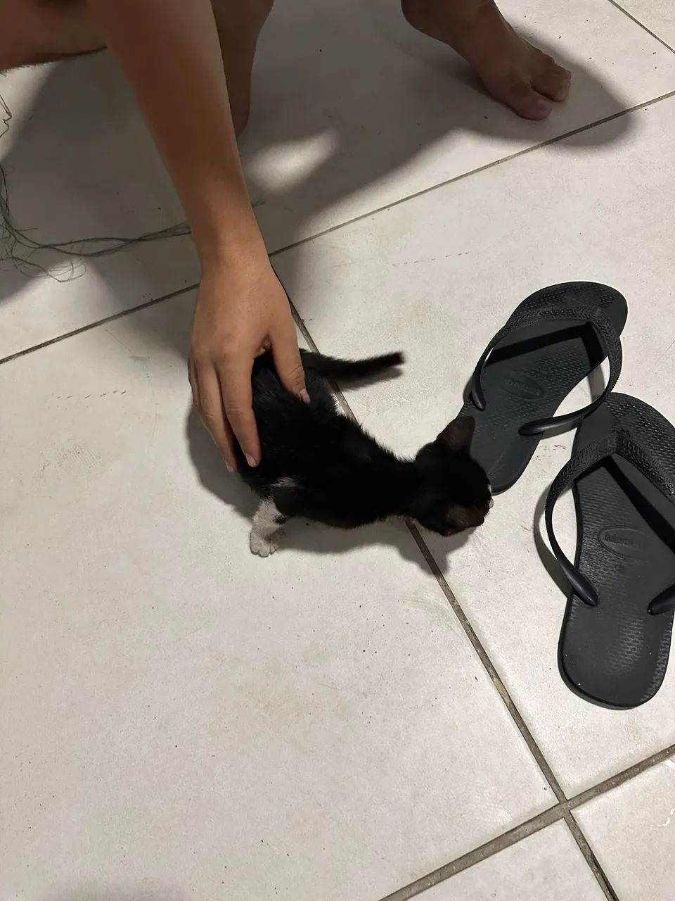 ADOÇÃO! GATO FILHOTE FRAJOLA ( MACHO ) - Foto 6