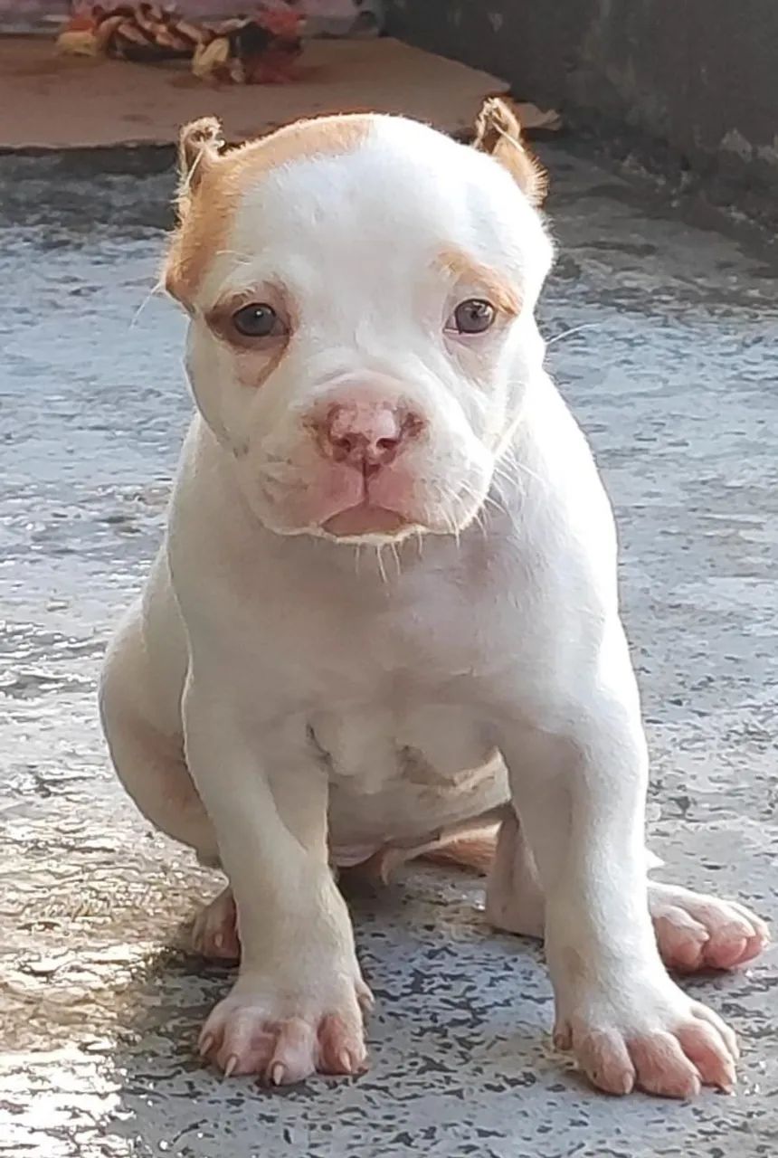 Filhotes PitMonster  - Foto 3