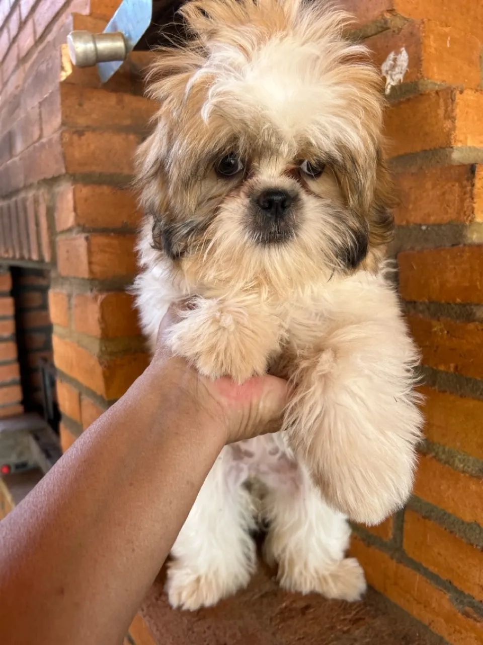 Filhote Shih Tzu fêmea  - Foto 3