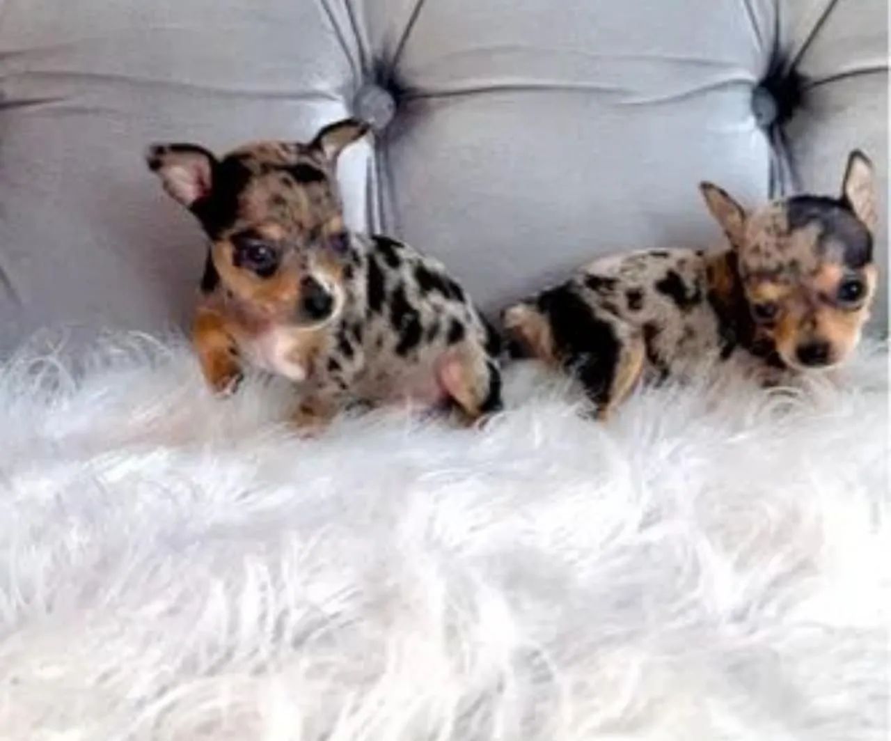 Vendo Filhotes Pinscher Zero  - Foto 4
