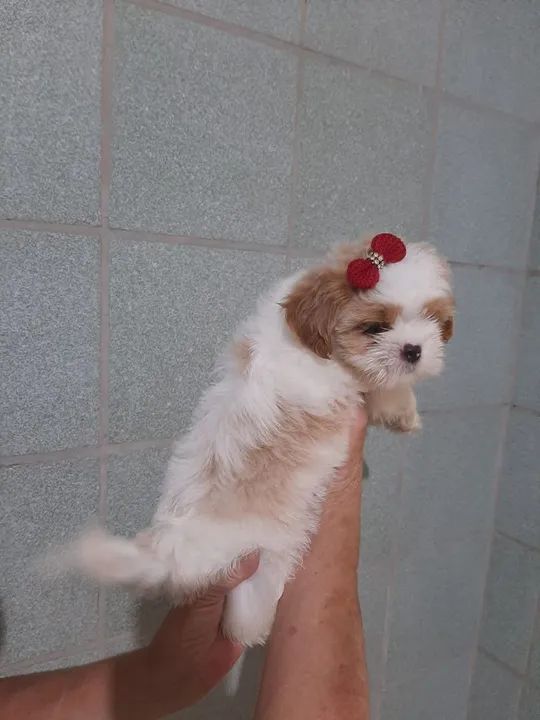 Shih Tzu Fêmea - Lindíssima! - Foto 3
