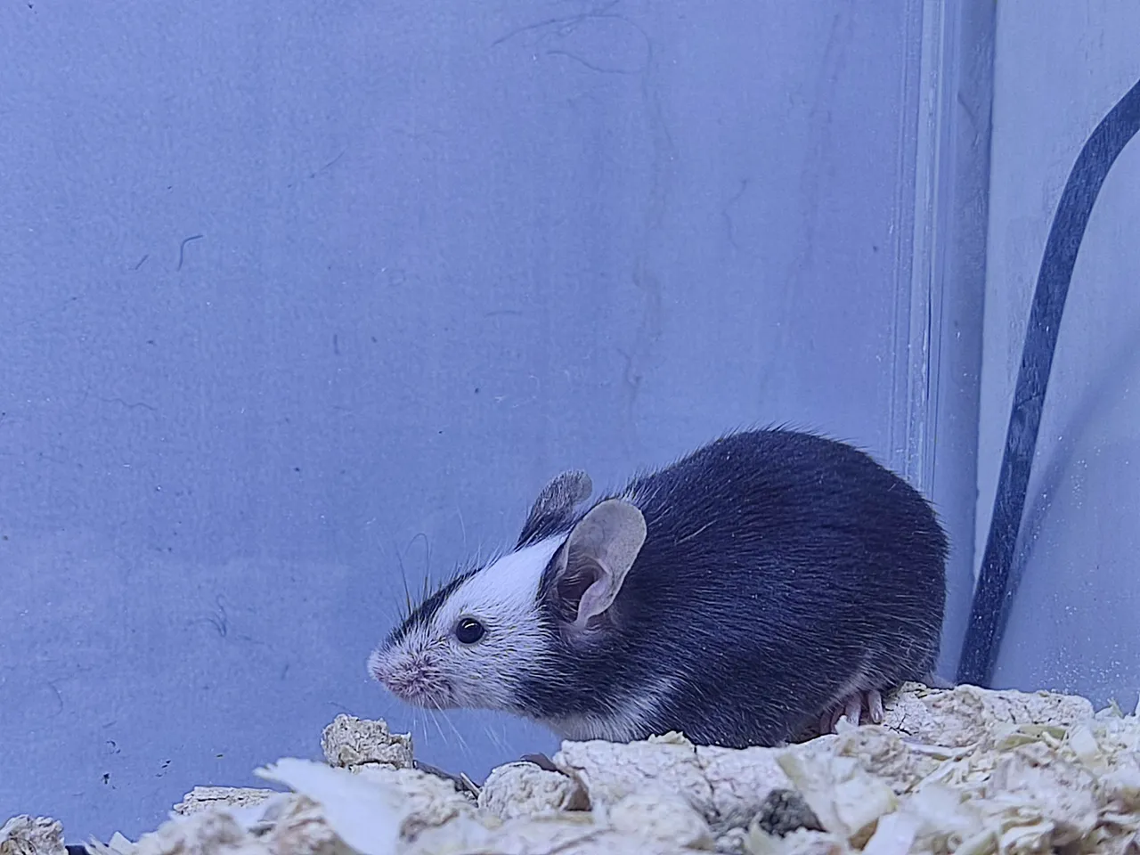 Ratinho camondongo colorido