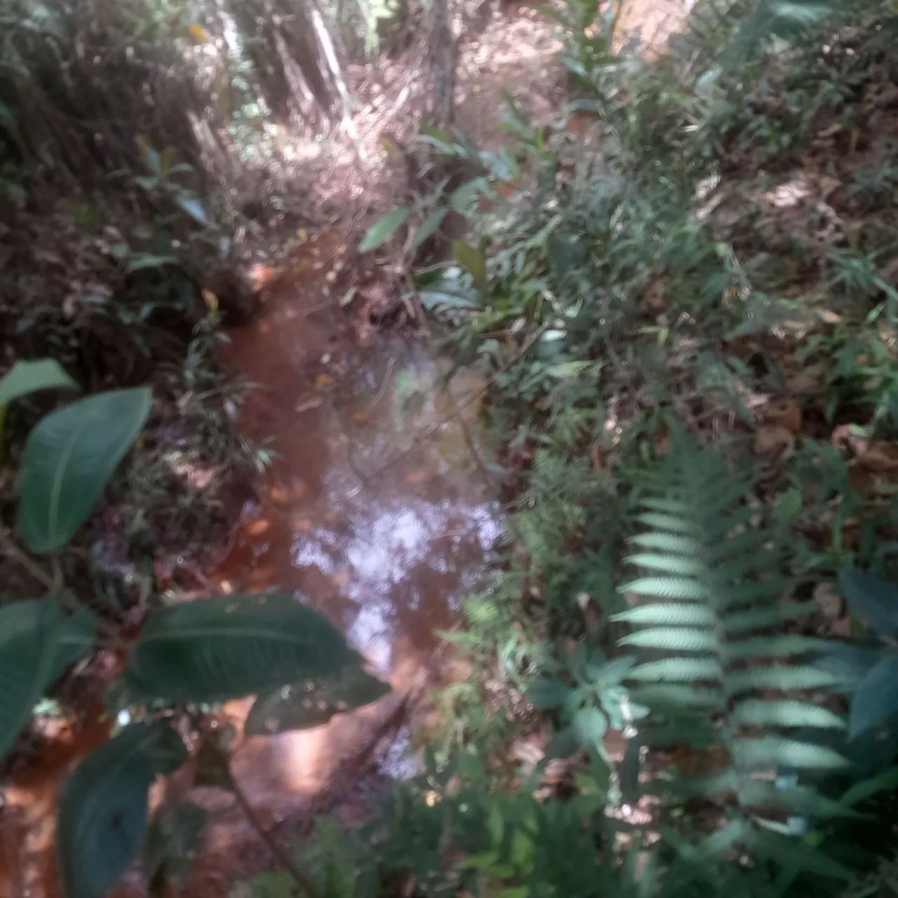 Sítio com área verde e água corrente