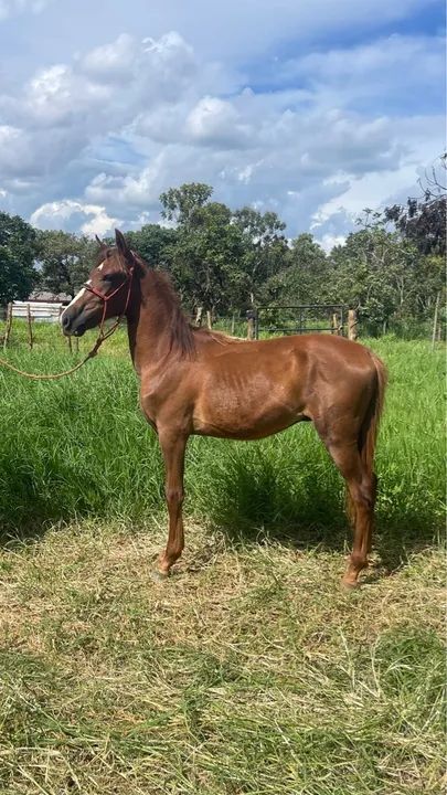 Potro mangalarga machador registrado - Foto 4