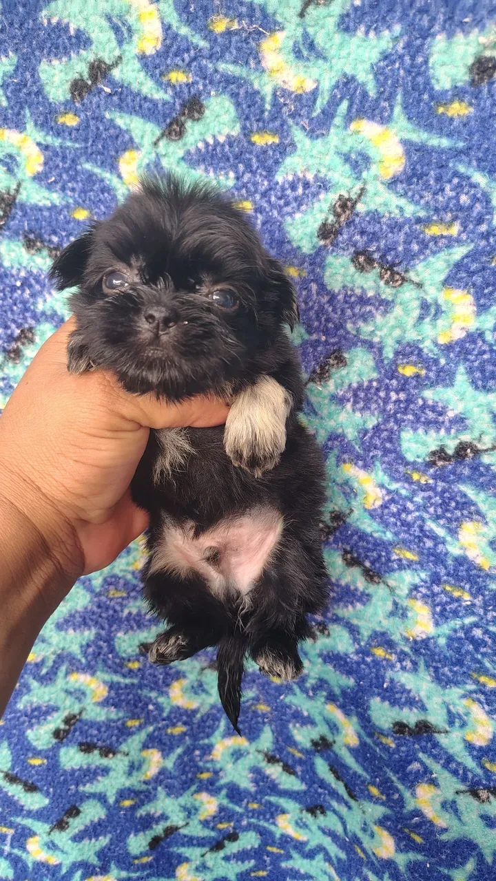 Filhote de Shih Tzu micro cabe na palma da mão macho 350