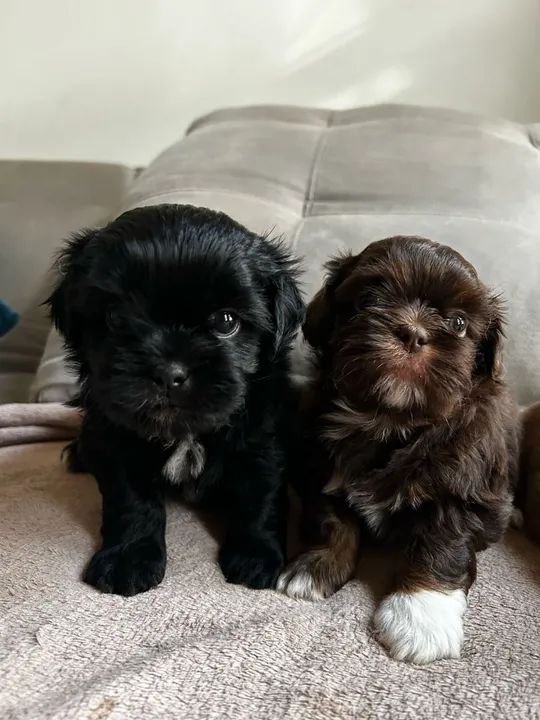  filhotes Shih Tzu - Foto 4