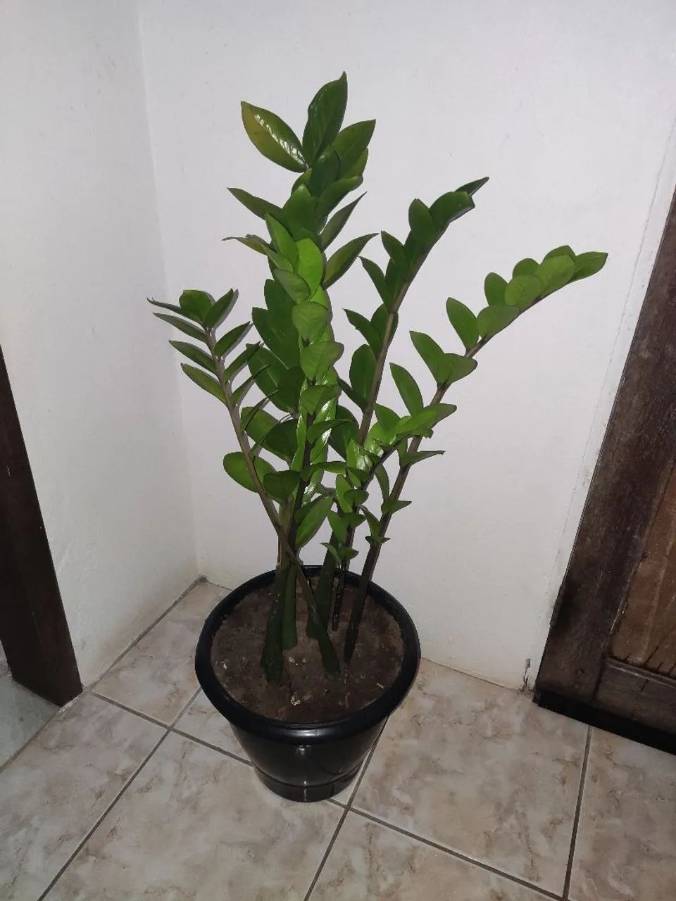 Planta Zamioculcas Zamiifolia - Foto 3