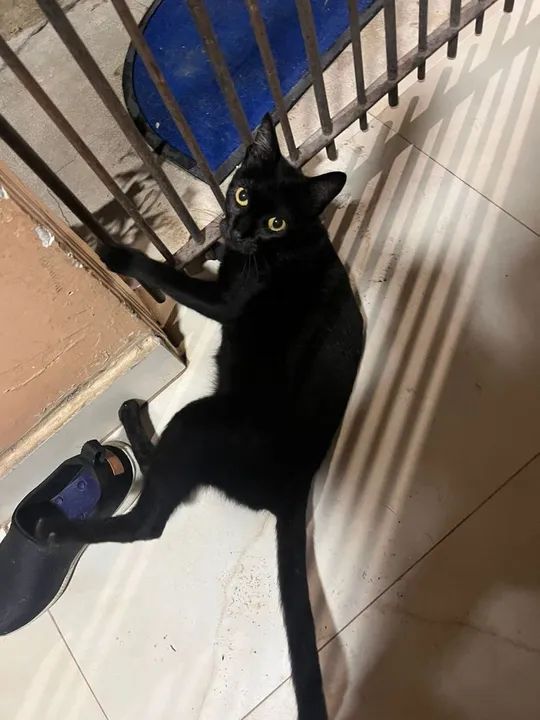 Gatinha para adoção (grávida) - Foto 3