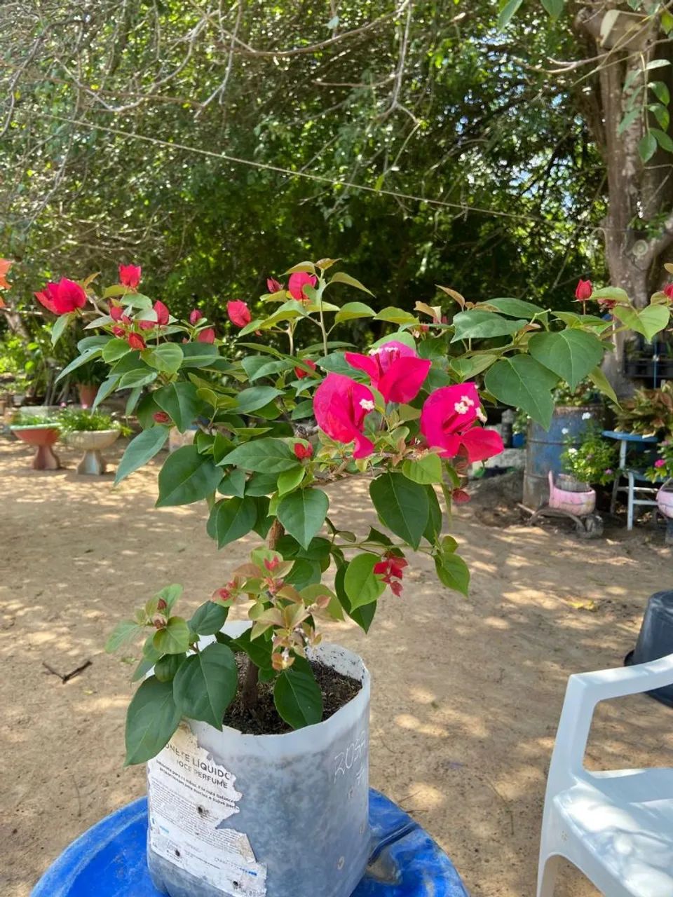 Plantas bougainvillea  - Foto 6