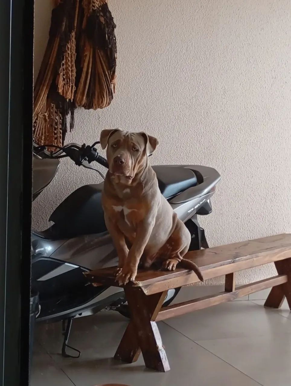 Vendo Pit monster - Foto 3