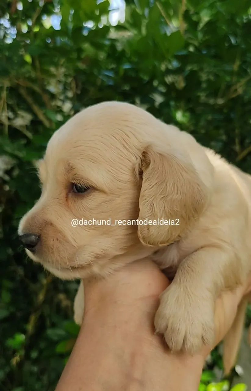 Dachshund Pelo Longo