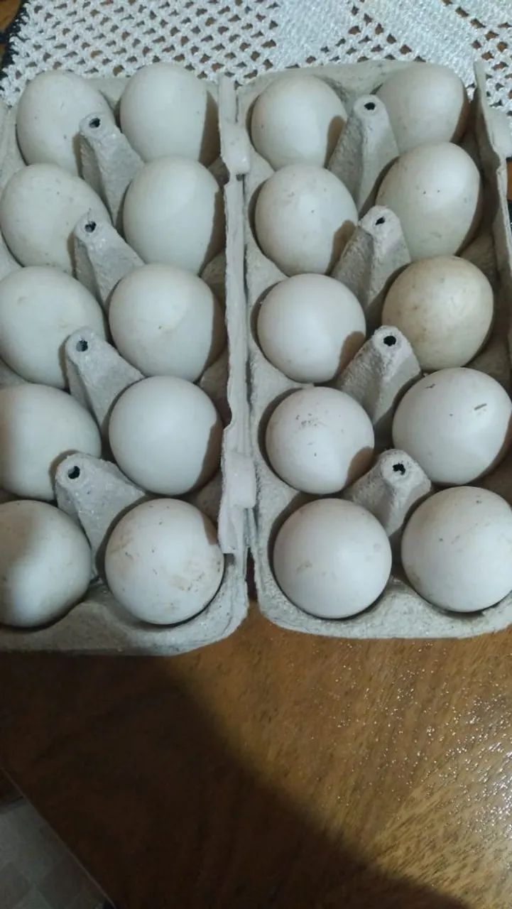 Ovo de mareco galado 50 reais a dúzia  - Foto 3