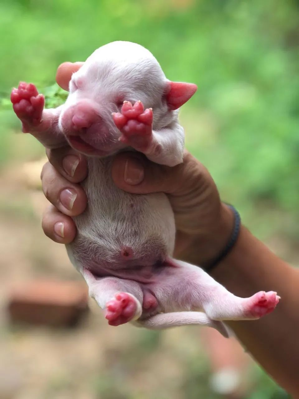 Filhote Pitbull Recém Nascido - Disponível para Reserva - Foto 4
