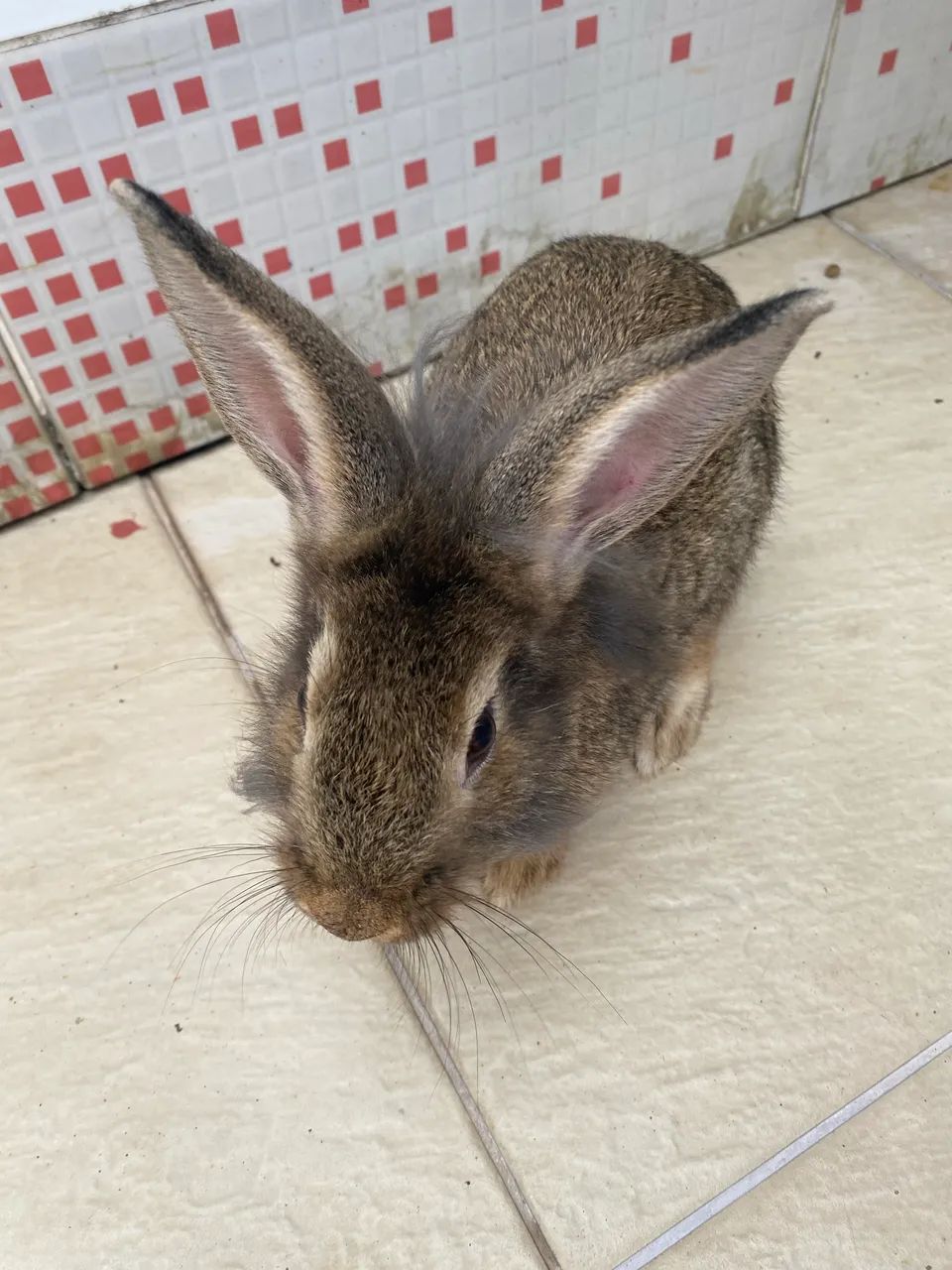 Vendo Coelhos Curicica  - Foto 5