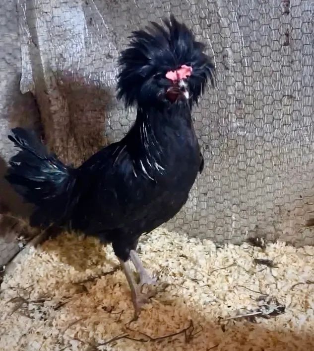 Galinha e galo raça polonesa promoção  - Foto 2