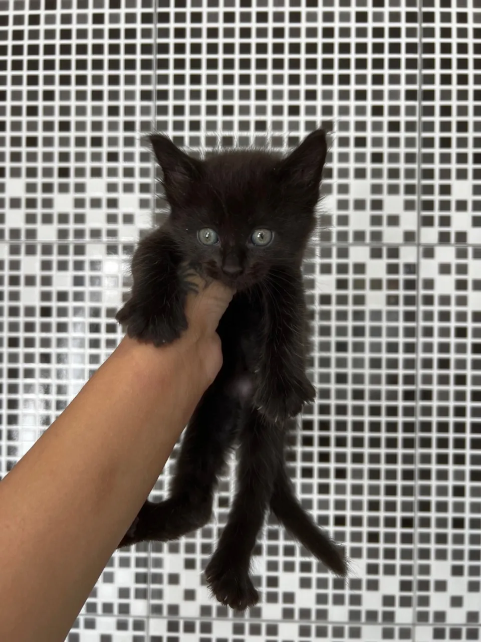 Filhote de gato preto para adoção