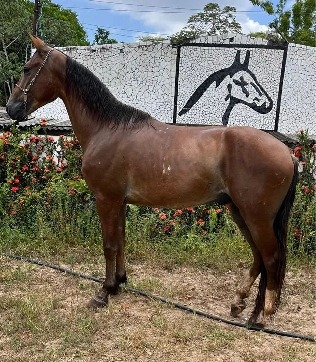 Cavalo Mangalarga Marchador  - Foto 2