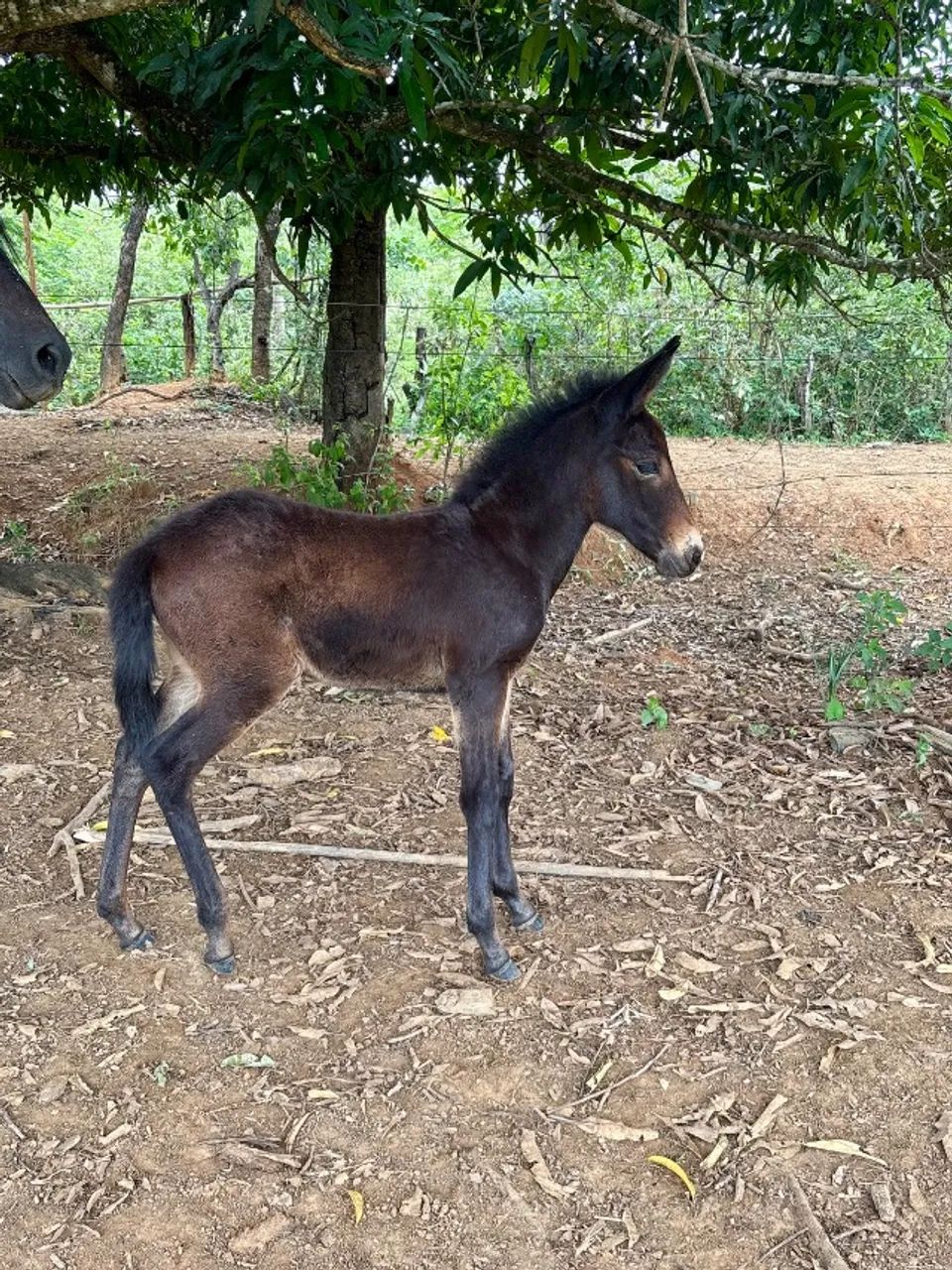Pacote 2 em 1 ,Égua preta  registrada com burro preto no pé  - Foto 2
