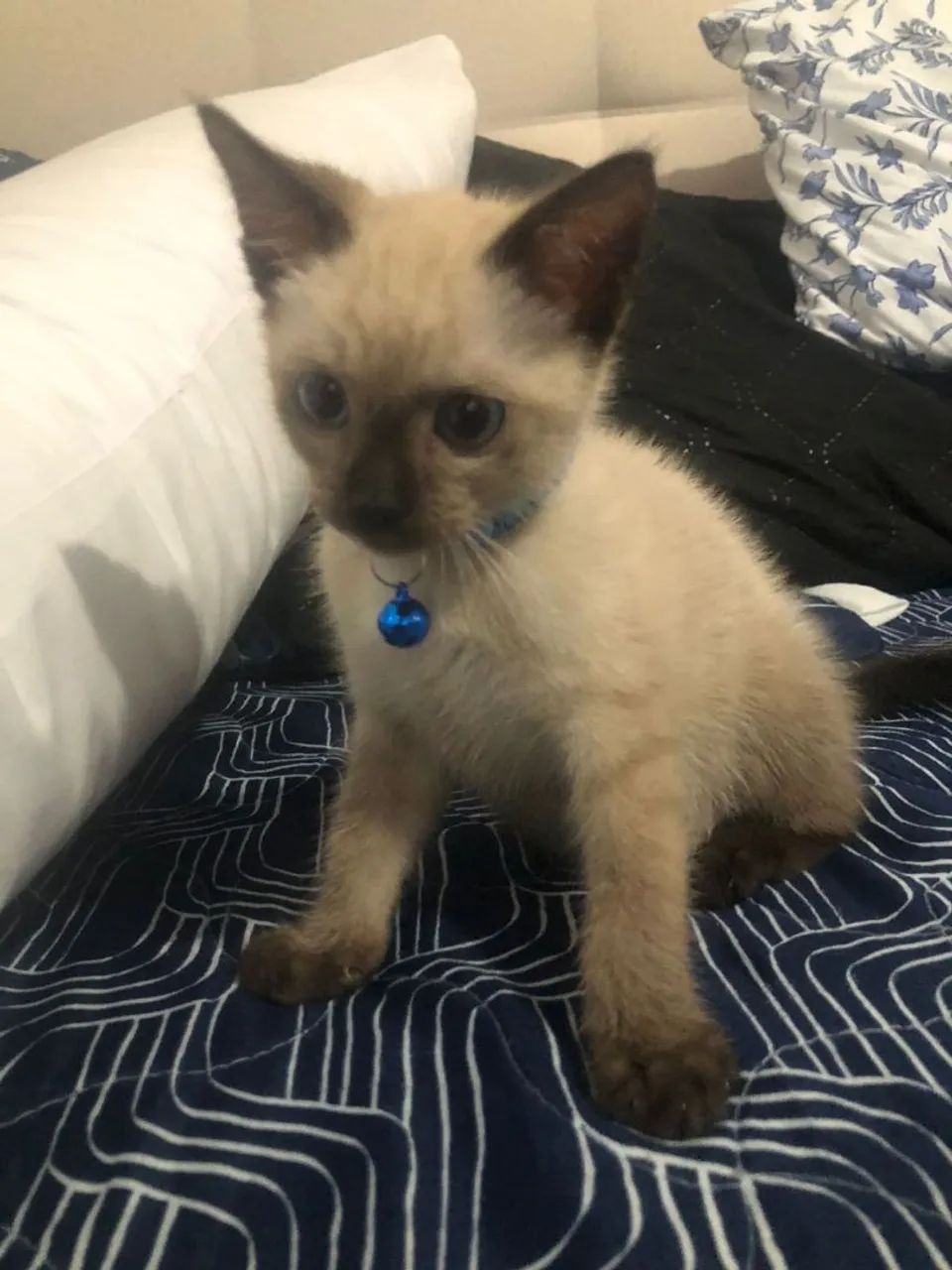 Filhote macho 3 meses