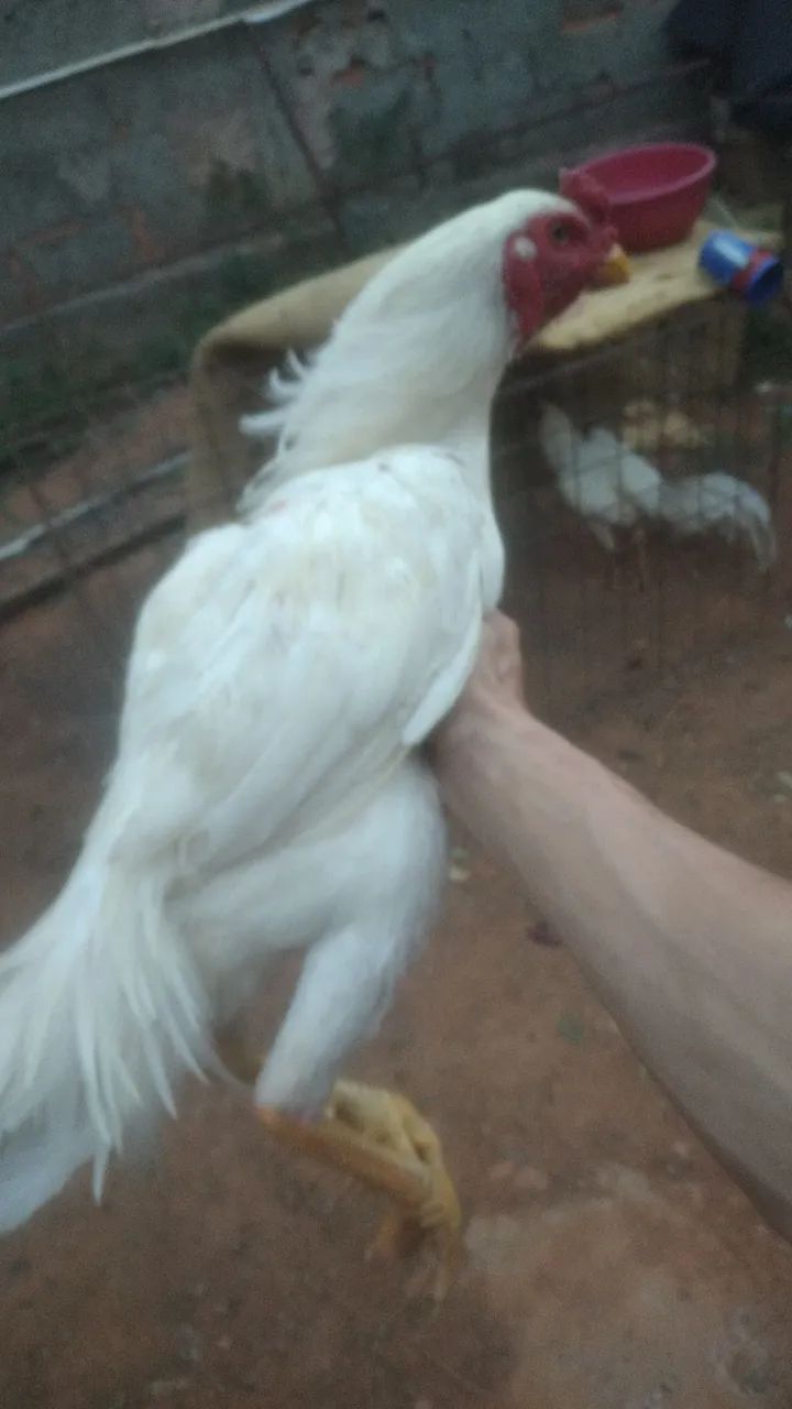 Frango índio branco  - Foto 2