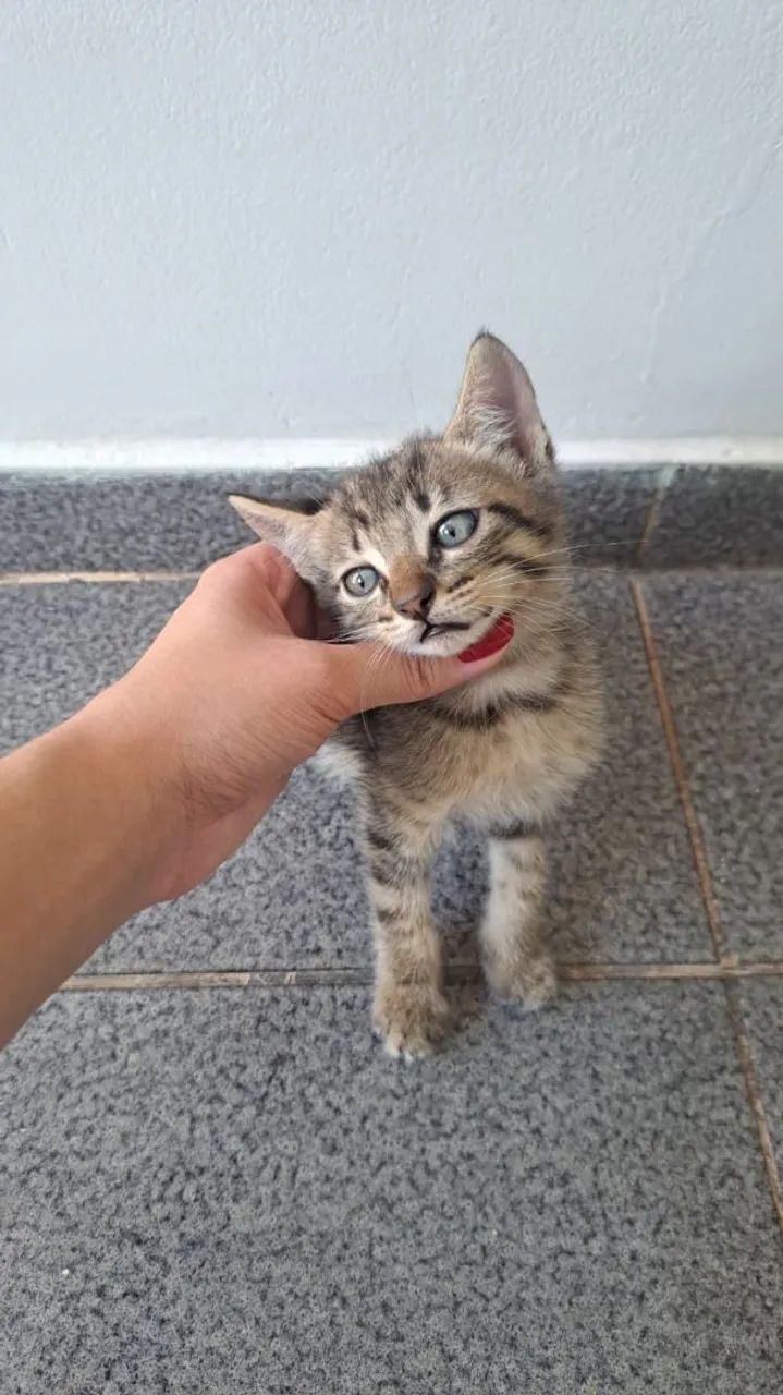 Doação Gato filhote 