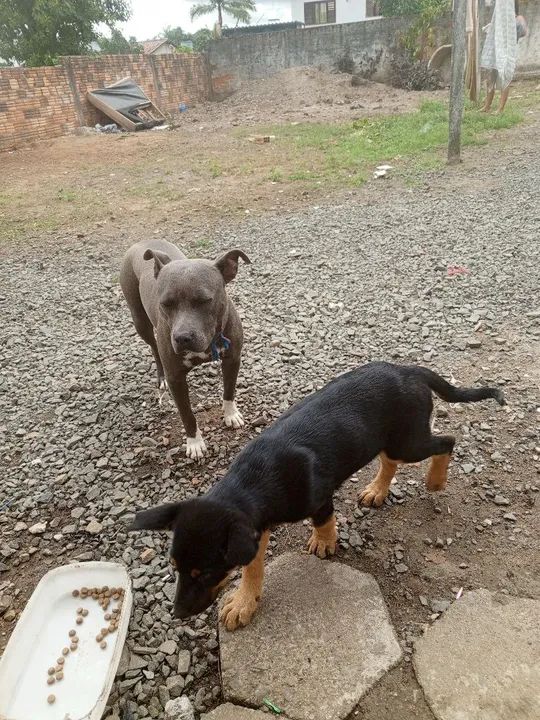 Estou vendendo cães por motivos de viagem  - Foto 2