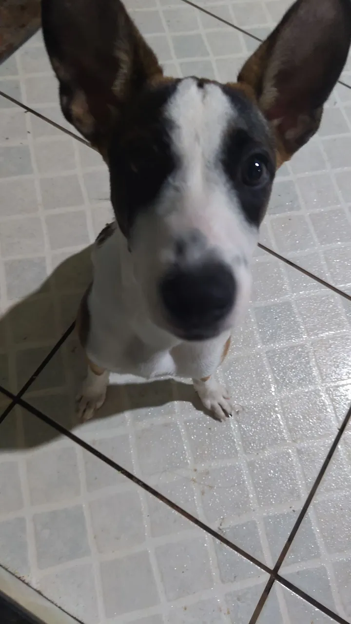 Filhote de Jack Russel Terrier para adoção