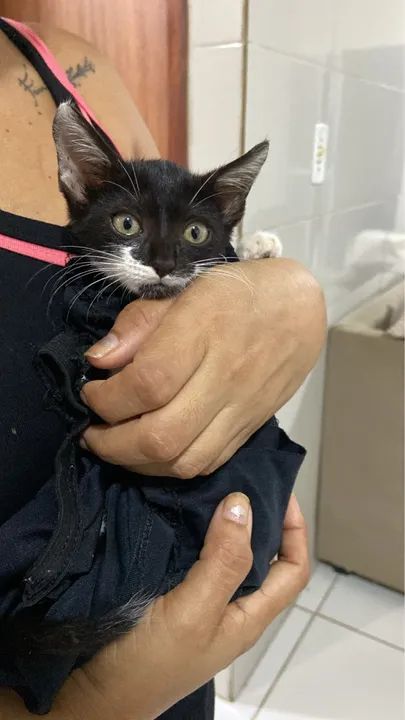 Gata fêmea filhote para doação (castração garantida)  - Foto 2