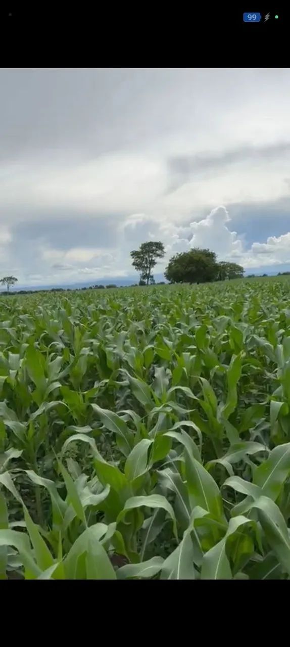 Fazenda  4.627.00 ha - Foto 5