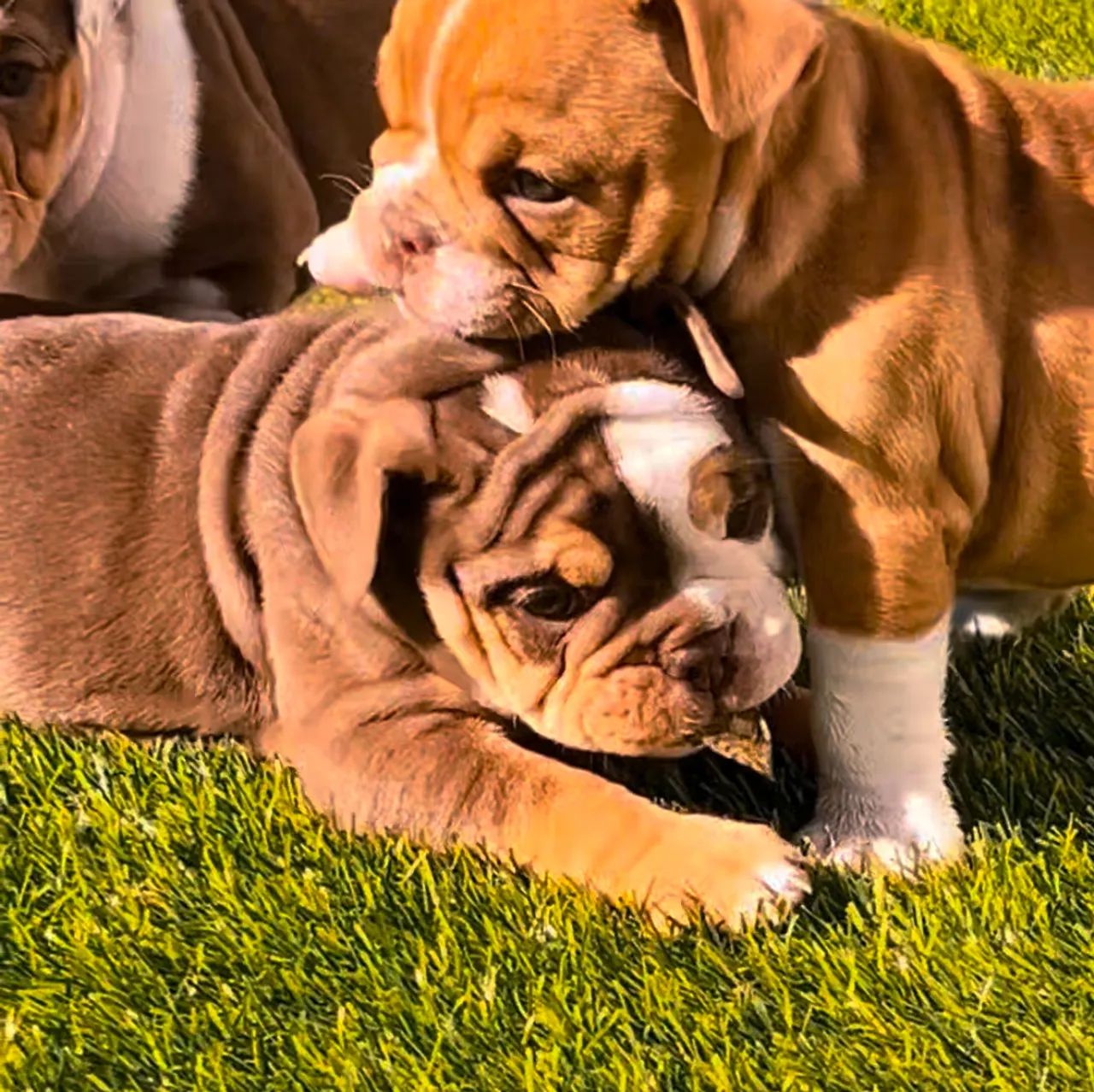 Filhote de Bulldog inglês! Garanta o seu  - Foto 2
